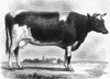 Cattle, 19Th Century. /Ndutch Cow. Steel Engraving, 19Th Century. Poster Print by Granger Collection - Item # VARGRC0041031