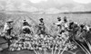 Hawaii: Pineapple Harvest. /Nfarmers On A Pineapple Plantation In Hawaii, Early 20Th Century. Poster Print by Granger Collection - Item # VARGRC0107797