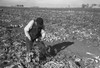 Minnesota: Beets, 1937. /Nfarmer Topping A Crop Of Sugar Beets, Near Fisher, Minnesota. Photograph By Russell Lee, October 1937. Poster Print by Granger Collection - Item # VARGRC0121450