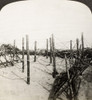 World War I: Trenches. /Nstereograph View Of Barbed Wire Entanglements Protecting German Trenches During World War I. Poster Print by Granger Collection - Item # VARGRC0003437