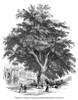 The Common Robinia. /Nthe Common Robinia Or Locust-Tree (Robinia Pseud-Acacia) Or False Acacia. Wood Engraving, 19Th Century. Poster Print by Granger Collection - Item # VARGRC0057697