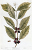 Coffee Plant, 1735. /Nengraving By Elizabeth Blackwell From Her Book 'A Curious Herbal' Published In London, 1735. Poster Print by Granger Collection - Item # VARGRC0126519