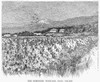 California: Vineyard, 1889. /Nthe Beringer Vineyards In Napa Valley, California. Wood Engraving, American, 1889. Poster Print by Granger Collection - Item # VARGRC0101699