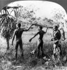 Aboriginal Hunters, C1921. /Naboriginal Natives Hunting Kangaroo With Spears, Queensland, Australia. Stereograph, C1921. Poster Print by Granger Collection - Item # VARGRC0113721