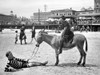 Atlantic City: Donkey. /Na Young Woman On The Back Of A Donkey With A Man, Lying On The Beach, Holding The Reins, Atlantic City, New Jersey. Photograph, C1901-1906. Poster Print by Granger Collection - Item # VARGRC0119076