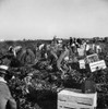 Migrant Workers, 1939. /Nmigrant Workers Picking Carrots For 14 Cents Per Crate Of 48 Bunches, In Imperial Valley, California. Photograph By Dorothea Lange, February 1939. Poster Print by Granger Collection - Item # VARGRC0167079