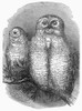 Snowy Owls, 1844. /Npair Of Snowy Owls At The Surrey Zoological Gardens, England. Wood Engraving, 1844. Poster Print by Granger Collection - Item # VARGRC0100412