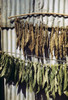 Puerto Rico: Tobacco, 1942. /Ntobacco Leaves Drying On A Line In The Vicinity Of Barranquitas, Puerto Rico. Photograph By Jack Delano, January 1942. Poster Print by Granger Collection - Item # VARGRC0123024