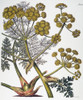 Herbal: Fennel, 1819. /Ngiant Fennel (Ferula Persica), A Source Of Asafetida Which Is Used Medicinally As An Anti-Spasmodic: English Engraving, 1819. Poster Print by Granger Collection - Item # VARGRC0034767