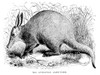Aardvark. /Nthe Ethiopian Aardvark. Wood Engraving, 1876. Poster Print by Granger Collection - Item # VARGRC0033349