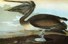 Audubon: Pelican. /Nbrown Pelican (Pelecanus Occidentalis). Engraving After John James Audubon For His 'Birds Of America,' 1827-38. Poster Print by Granger Collection - Item # VARGRC0324844