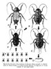 Cockroaches. /Nthe Life Cycle Of The Common Cockroach (Blatta Orientalis): A. Mature Male; B. Mature Female; C. Female Bearing Egg-Case; D. Egg Case; E. Young Nymphs; F. Last Stage Nymph. Poster Print by Granger Collection - Item # VARGRC0005345