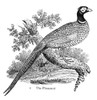 Ring-Necked Pheasant. /Nwood Engraving, Early 19Th Century. Poster Print by Granger Collection - Item # VARGRC0028576