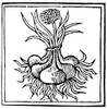 Botany: Onion, 1482. /Nillustration Of Onions (Allium Cepa) From 'De Viribus Herbarum' By Macer Floridus. Woodcut, Italian. Poster Print by Granger Collection - Item # VARGRC0049945