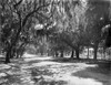 Florida: Daytona, C1901. /Nridgewood Avenue, Lined With Trees And Spanish Moss, In Daytona, Florida. Photograph, C1901. Poster Print by Granger Collection - Item # VARGRC0122074