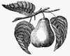 Botany: Pear. /Nline Engraving. Poster Print by Granger Collection - Item # VARGRC0076403