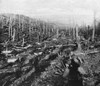 World War I: Verdun. /Nbarren Tree Trunks Following The Bombardment At Verdun, France, During World War I. Photograph, 1916-1918. Poster Print by Granger Collection - Item # VARGRC0407904