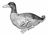Mallard Duck. /Nwoodcut, German, 1585. Poster Print by Granger Collection - Item # VARGRC0061962
