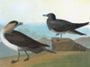 Audubon: Jaeger. /Nparasitic Jaeger, Or Arctic Skua (Stercorarius Parasiticus). Engraving After John James Audubon For His 'Birds Of America,' 1827-38. Poster Print by Granger Collection - Item # VARGRC0350494