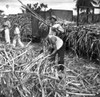Puerto Rico: Sugar Cane. /Nsugar Cane Being Loaded Onto A Train For Transportation To The Refinery, Near Ponce, Puerto Rico. Photograph, 1938, By Edwin Rosskam. Poster Print by Granger Collection - Item # VARGRC0066308