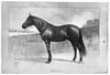 Kremlin, 1902. /Namerican Racehorse. Illustration, 1902. Poster Print by Granger Collection - Item # VARGRC0370214