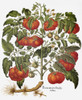 Tomato, 1613. /Nthe Tomato (Lycopersicon Esculentum). Engraving For Basilius Besler'S 'Florilegium,' Published At Nuremberg In 1613. Poster Print by Granger Collection - Item # VARGRC0007723