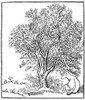 Wild Oilve Tree./Nolea Africana. Woodcut By Aristide Maillol, C1909, For Vergil'S 'Georgics.' Poster Print by Granger Collection - Item # VARGRC0063747