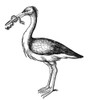 White Stork. Poster Print by Granger Collection - Item # VARGRC0082352