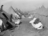 Arkansas: Refugee Camp. /Ntents In The Camp For Black Flood Refugees In Forrest City, Arkansas. Photograph By Edwin Locke, March 1937. Poster Print by Granger Collection - Item # VARGRC0325852