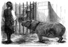 Hippopotamus: London Zoo. /Nobayseh, London'S Popular Male Hippopotamus, Is Joined By Adhela, A Young Female Just Arrived From Egypt. Wood Engraving From An English Newspaper Of 1854. Poster Print by Granger Collection - Item # VARGRC0043542