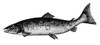 Salmon. /Nadult Salmon (Salmo Salar). Poster Print by Granger Collection - Item # VARGRC0013254