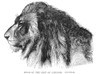 Lion. /Nhead Of The Lion Of Sannar. Wood Engraving, English, 19Th Century. Poster Print by Granger Collection - Item # VARGRC0033894