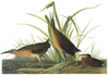 Audubon: Rail. /Nvirginia Rail (Rallus Limicola). Engraving After John James Audubon For His 'Birds Of America,' 1827-38. Poster Print by Granger Collection - Item # VARGRC0326222 Audubon: Rail. /Nvirginia Rail (Rallus Limicola). Engraving After John James Audubon For His 'Birds Of America,' 1827-38. Poster Print by Granger Collection - Item # VARGRC0326222