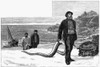 Eel Fishing, 1883. /Nfishermen Landing On The Coast Of England With Their Catch Of Conger Eels. Engraving, American, 1883. Poster Print by Granger Collection - Item # VARGRC0264930