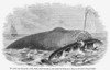 Whaling, 1850. /Na Whale Overturning A Whaleboat. Wood Engraving, American, 1850. Poster Print by Granger Collection - Item # VARGRC0004975