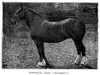 Horse. /Nwoodbine, A Clydesdale Mare. Wood Engraving, Late 19Th Century. Poster Print by Granger Collection - Item # VARGRC0082089