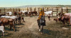 Colorado: Round Up. /N'Round Up In The Corral.' Photochrome, 1898-1905. Poster Print by Granger Collection - Item # VARGRC0107484