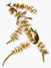 Audubon: Siskin. /Npine Siskin (Spinus Pinus, Or Carduelis Pinus), From John James Audubon'S 'The Birds Of America,' 1827-1838. Poster Print by Granger Collection - Item # VARGRC0007626