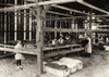 Hine: Tobacco Farm, 1917. /Na Group Of Shed Workers At Hawthorn Tobacco Farm In Hazardville, Connecticut. Photograph By Lewis Hine, August 1917. Poster Print by Granger Collection - Item # VARGRC0169995