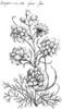 Botany: Larkspur, 1612. /Ndelphinium Ajacis, Double White. Line Engraving From Emanuel Sweerts' 'Florilegium,' 1612. Poster Print by Granger Collection - Item # VARGRC0076465