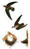 Audubon: Swift. /Nchimney, Or American, Swift (Chaetura Pelagica), From John James Audubon'S 'The Birds Of America,' 1827-1838. Poster Print by Granger Collection - Item # VARGRC0029337