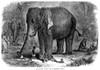 India: Elephant, 1863. /Nan Elephant Taking Care Of Children In India. Wood Engraving, 1863. Poster Print by Granger Collection - Item # VARGRC0043406