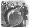 London: Talking Fish. /Na Talking Fish (Trained Seal) At London, England. Wood Engraving, 1859. Poster Print by Granger Collection - Item # VARGRC0100570