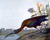 Audubon: Ibis. /Nglossy Ibis (Plegadis Falcinellus). Lithograph, 1858, By Julius Bien After John James Audubon. Poster Print by Granger Collection - Item # VARGRC0036932