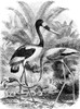 Flamingo & Jabiru. /Nwood Engraving. Poster Print by Granger Collection - Item # VARGRC0054129