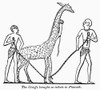 Egypt: Giraffe. /Nthe Giraffe Brought As Tribute To Pharoah. Line Engraving, 19Th Century, After An Ancient Egyptian Wall Painting. Poster Print by Granger Collection - Item # VARGRC0101300