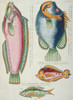 Colourful Illustration Of Four Fish Poster Print By Mary Evans / Natural History Museum - Item # VARMEL10708258