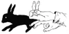 Shadowgraphy, Rabbit Poster Print by Science Source