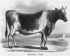 Cattle, 19Th Century. /Njersey Cow. Steel Engraving, 19Th Century. Poster Print by Granger Collection - Item # VARGRC0017363