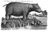 Hippopotamus. /Nline Engraving, 1791. Poster Print by Granger Collection - Item # VARGRC0082311